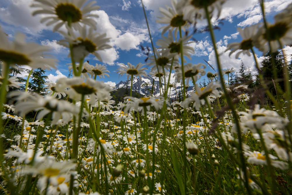 Wild chamomiles flowers and mountain landscape in summer season