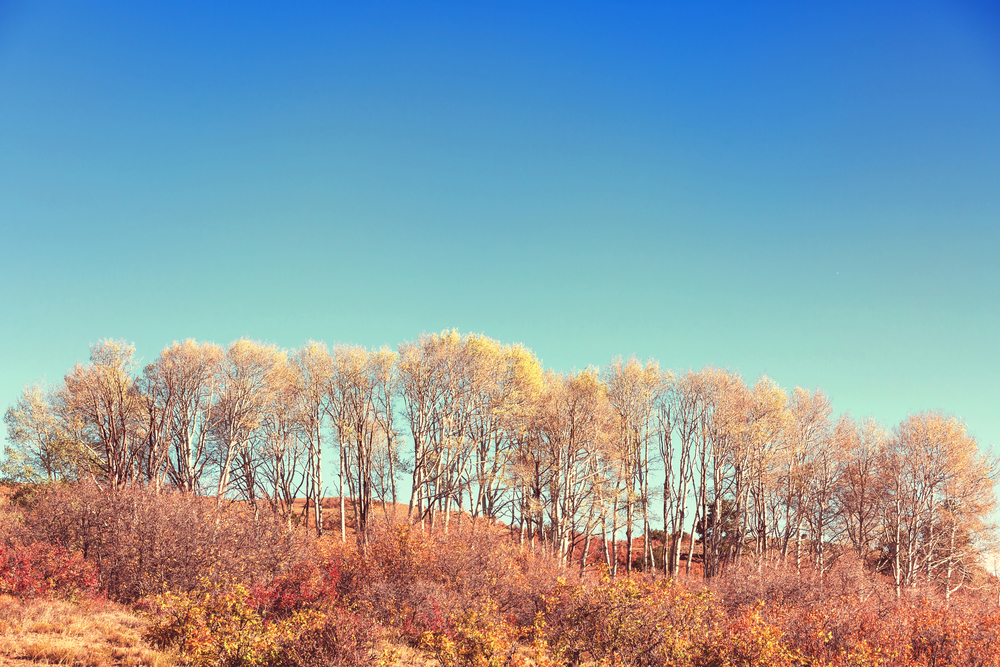Autumn scene in yellow tones. Fall background.