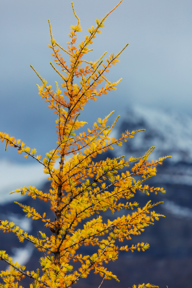 Beautiful golden larches in mountains, Canada. Fall season.