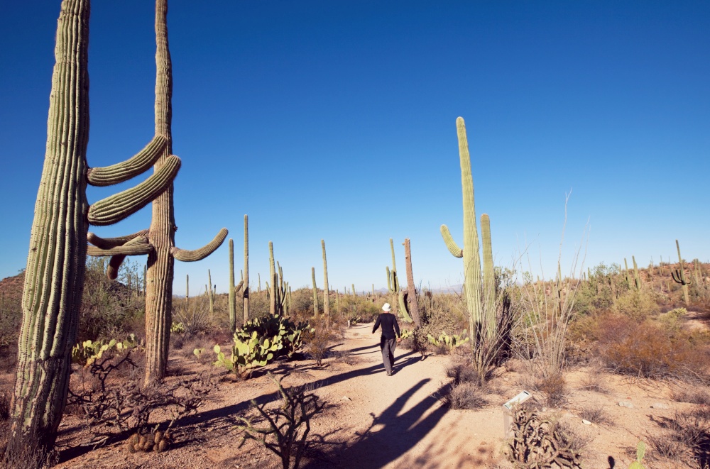 Walker in Saguaro Cactus Park, USA