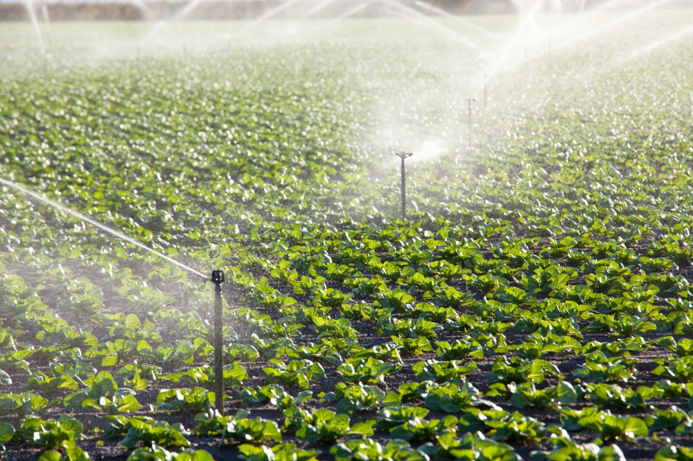 irrigation of vegetables. Green cabbage field