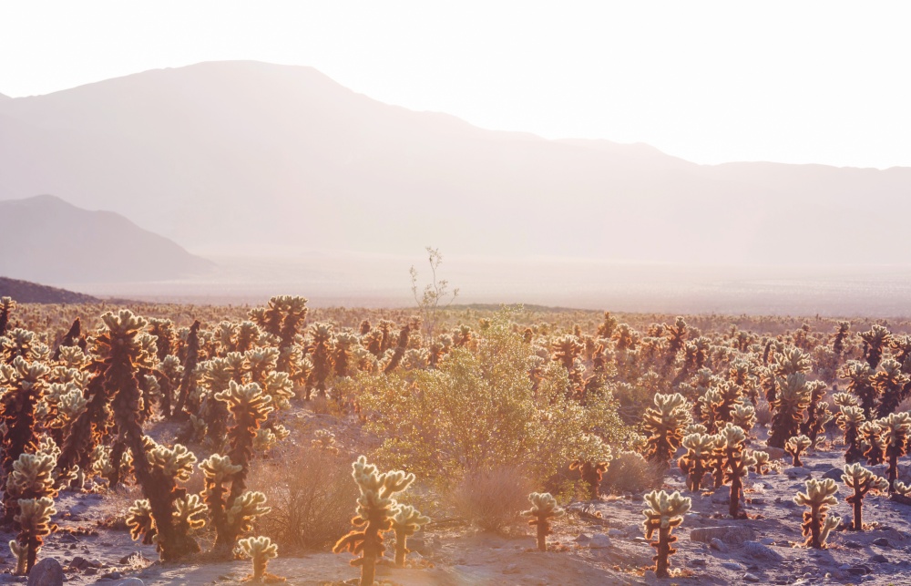 Saguaro Cactus at the sunset