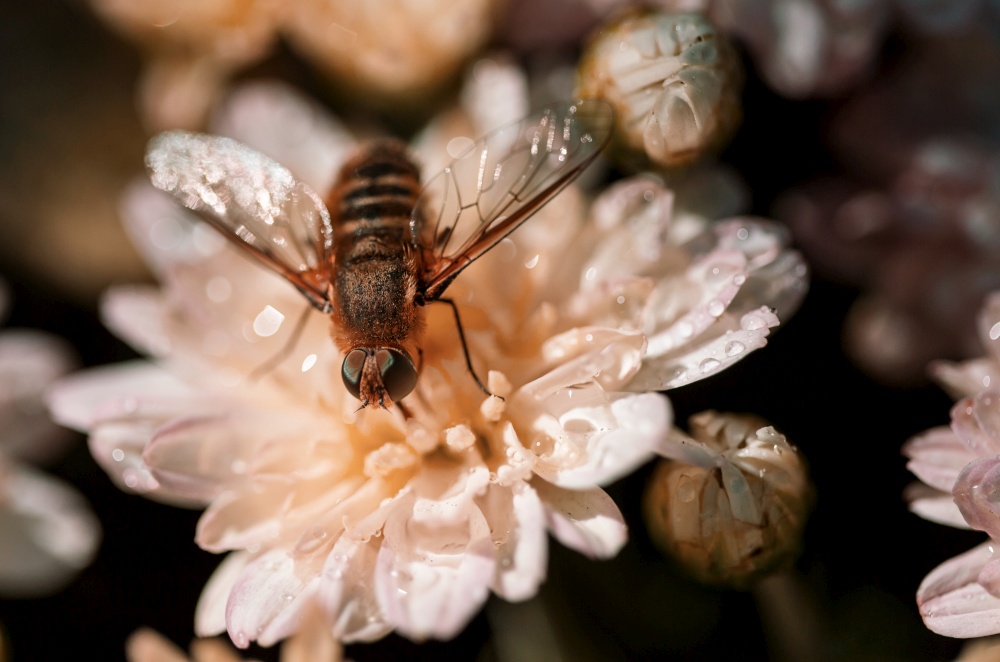 Wasp on the flower in summer garden