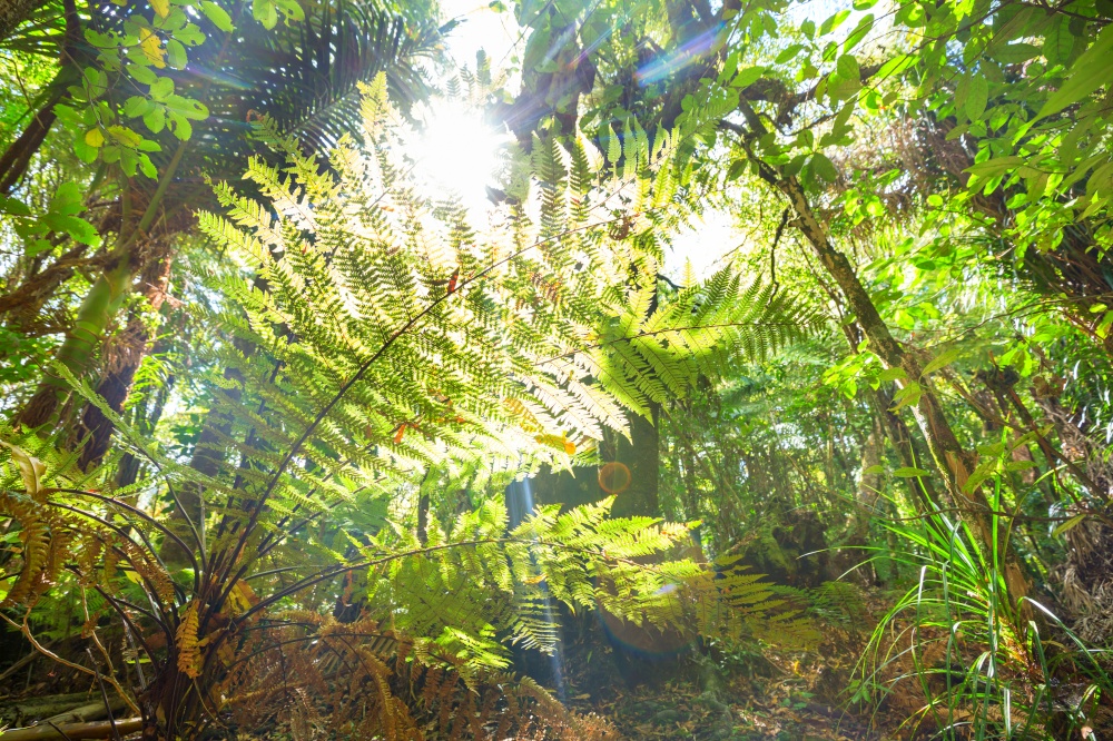 Forest with tree ferns, beautiful green landscapes in New Zealand
