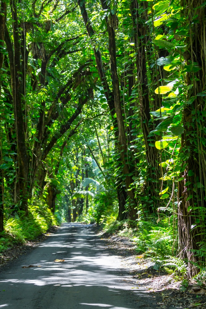 road in remote jungle in New Zealand