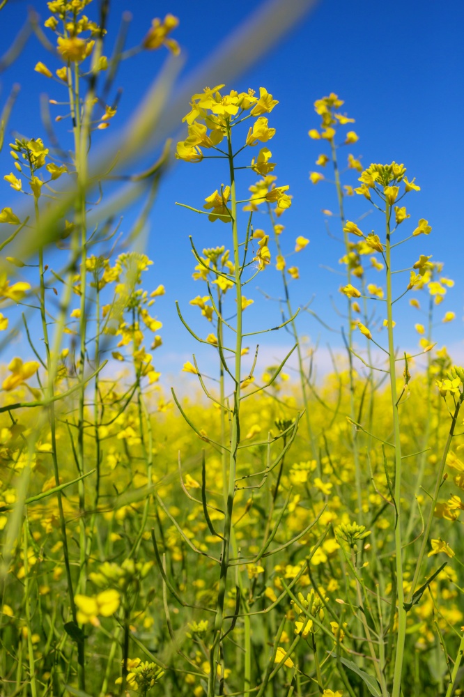 Rural landscapes -yellow field on blue background