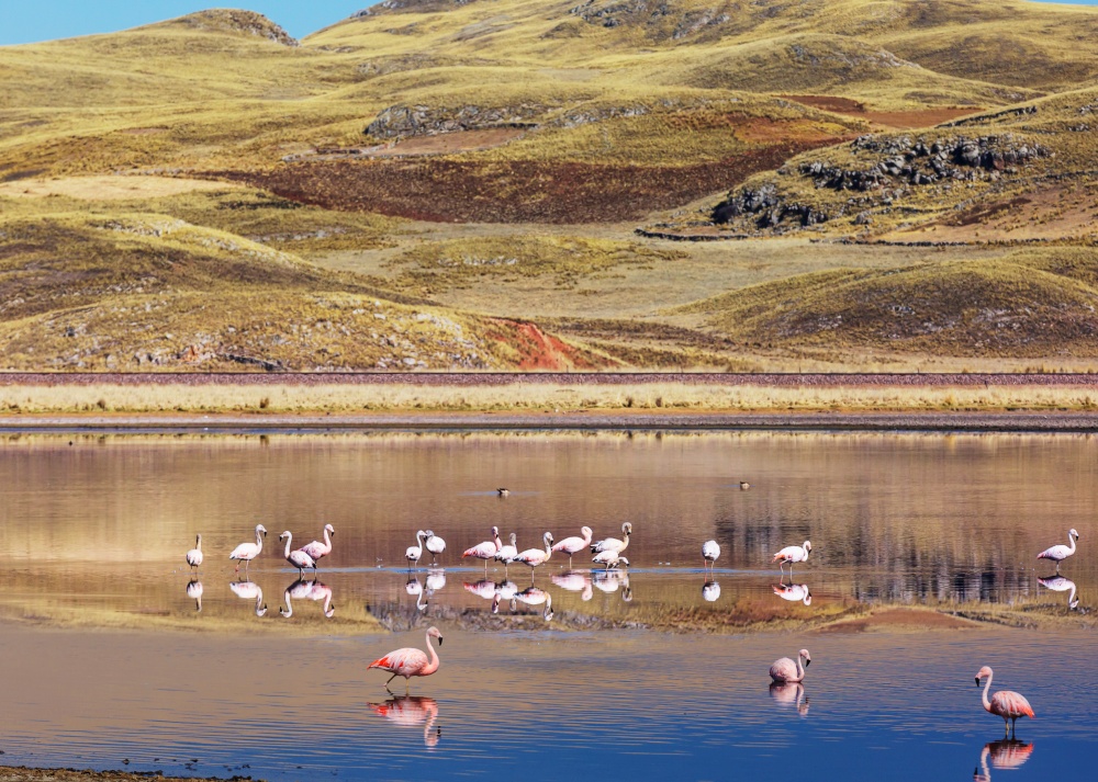 Flamingo in a beautiful mountains lake