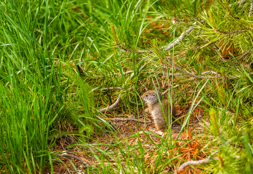 Uinta ground squirrel in Grand Teton National Park, Wyoming, USA
