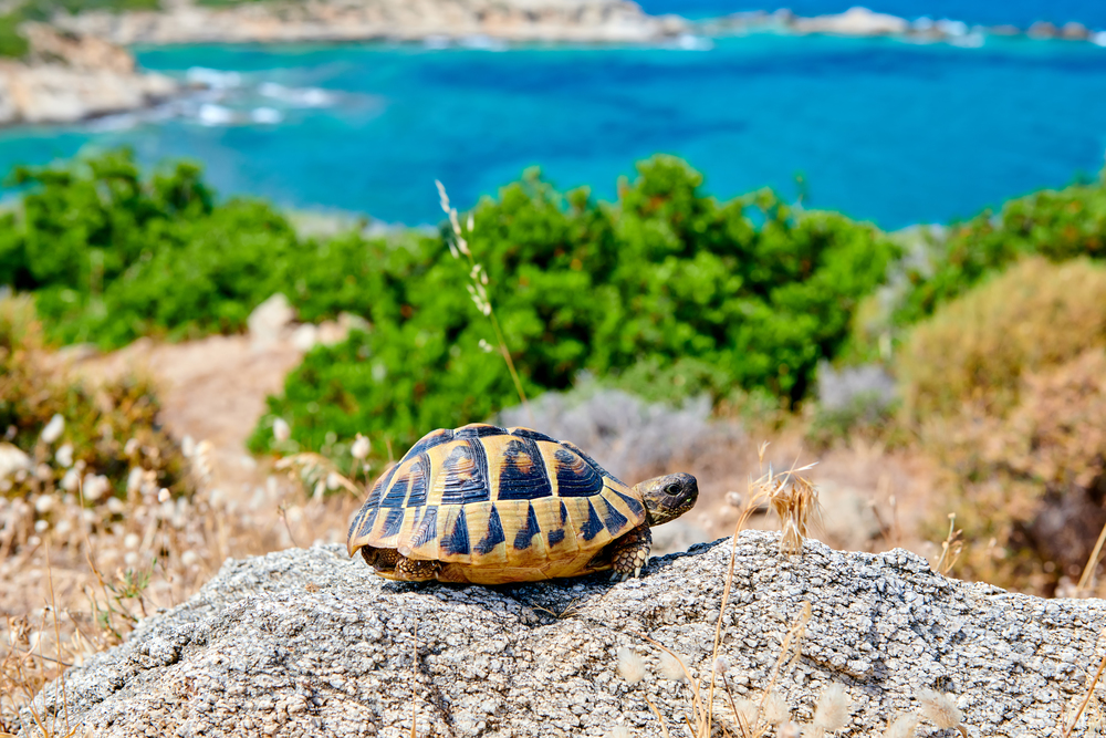 Eastern box turtle on rock in Sithonia, Greece