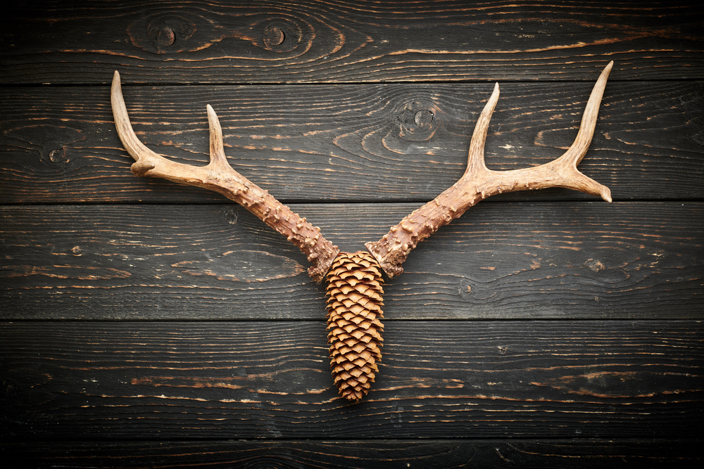 Deer antlers on vintage wooden background. Hunting concept.