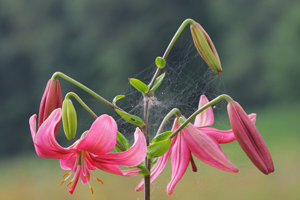 Pink lilly with spider net in summer day.