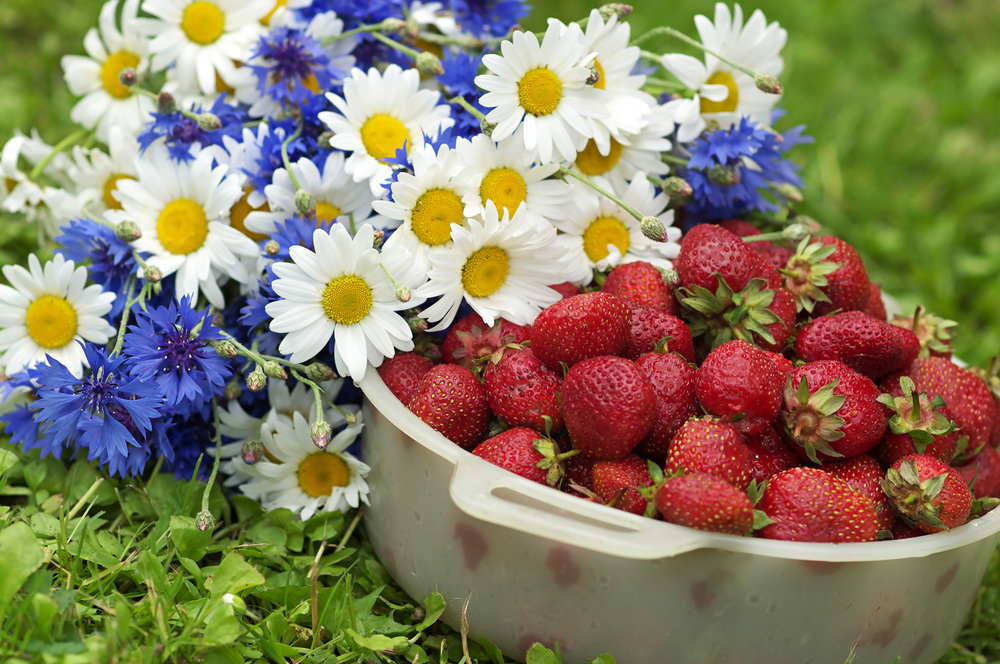 Plastic bowl with strawberrry next to wild flowers.