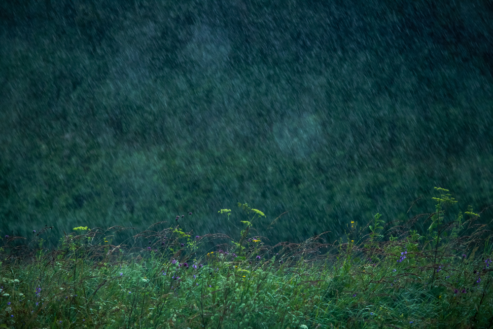 Summer thunderstorm rain refreshing nature meadow. Background with rain drops in meadow. Rain is condensed moisture of the atmosphere falling visibly in separate drops.