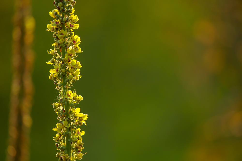 Yellow flowers. Blooming flowers. Mullein on a green grass. Meadow with flowers. Wild flowers on nature green background. Nature flower. Flowers on field.