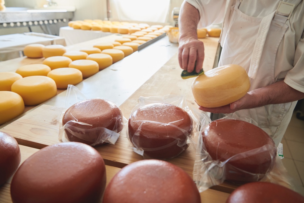 Cheese maker preparing  goat and cow  cheese wheels during the aging process in local food production factory