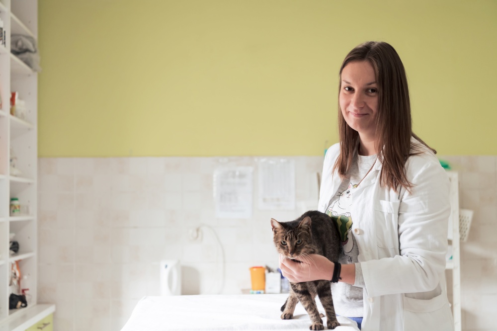 Veterinary clinic. Female doctor portrait at the animal hospital holding cute sick cat ready for veterinary examination and treatment . Veterinary clinic. Female doctor portrait at the animal hospital holding cute sick cat