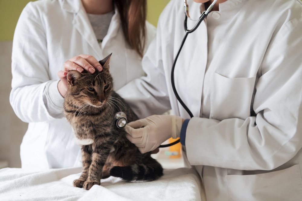 Veterinary team for treating sick cats, Maintain animal health Concept, checking hearth with stethoscope, animal hospital. Preparing cat for surgery by giving the injection. High quality photo. Veterinary team for treating sick cats, Maintain animal health Concept, animal hospital