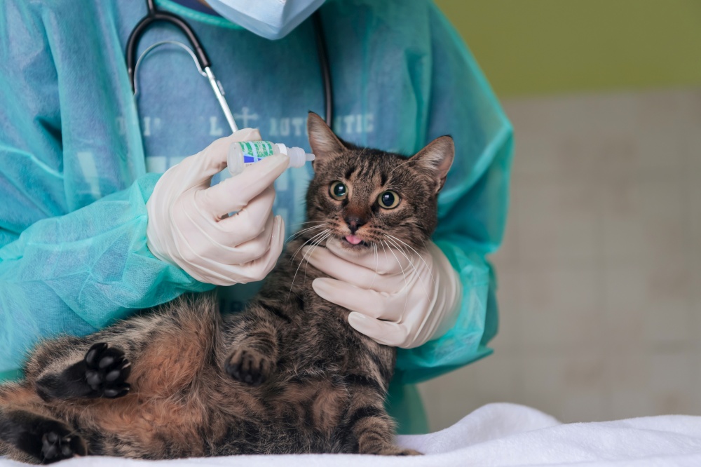 Veterinary clinic. Female surgeon or doctor at the animal hospital preparing cute sick cat for surgery, putting drops in cat eyes to protect during treatment.. Female surgeon or doctor at the animal hospital preparing cute sick cat for surgery, putting drops in cat eyes to protect during treatment.