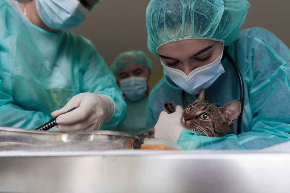 Veterinary team for treating sick cats, Maintain animal health Concept, animal hospital. Preparing cat for surgery by shaving belly. High quality photo. Veterinary team for treating sick cats, animal hospital. Preparing cat for surgery by shaving belly.