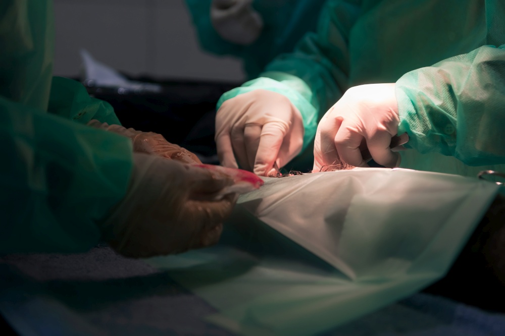A surgeon and veterinarians team performing castration or sterilization operation on a cat in an animal hospital. High quality photo. A surgeon and veterinarians team performing castration or sterilization operation on a cat in an animal hospital.