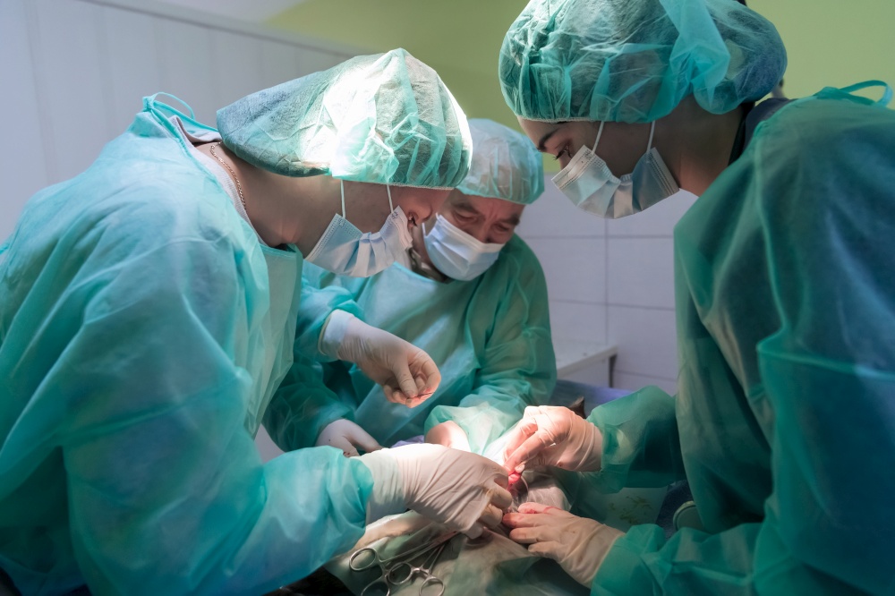 Real abdominal surgery on a cat in a hospital setting. High quality photo. Real abdominal surgery on a cat in a hospital setting
