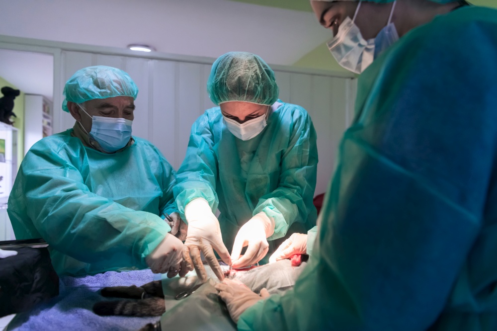 Real abdominal surgery on a cat in a hospital setting. High quality photo. Real abdominal surgery on a cat in a hospital setting