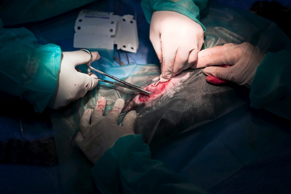 A surgeon and veterinarians team performing castration or sterilization operation on a cat in an animal hospital. High quality photo. A surgeon and veterinarians team performing castration or sterilization operation on a cat in an animal hospital.