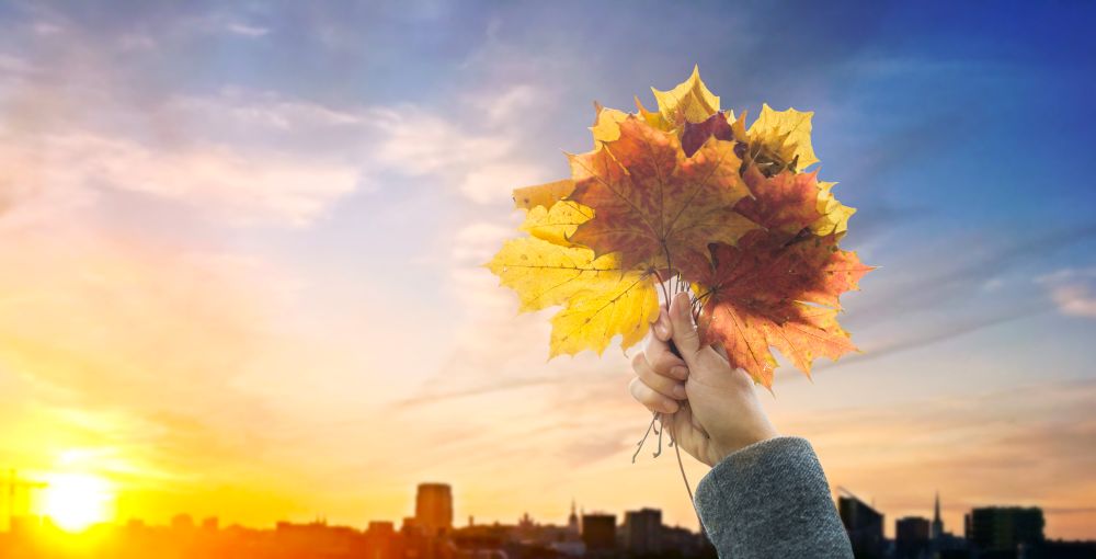 season, nature and people concept - close up of woman hand holding autumn maple leaves over sunset in city of tallinn background. hand with autumn maple leaves over sunset in city