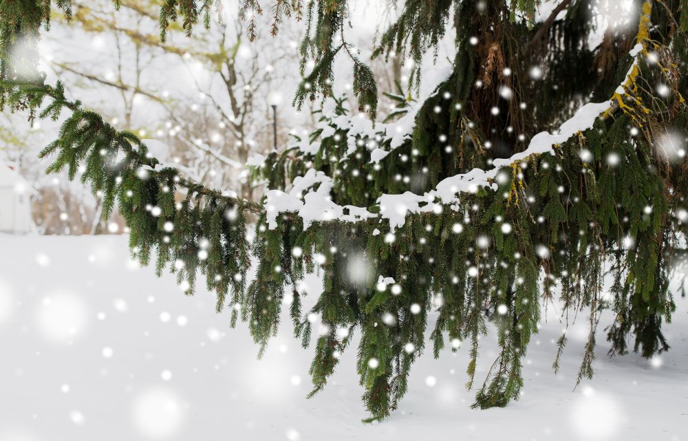 season, nature and christmas concept - fir branch and snow in winter forest. fir branch and snow in winter forest