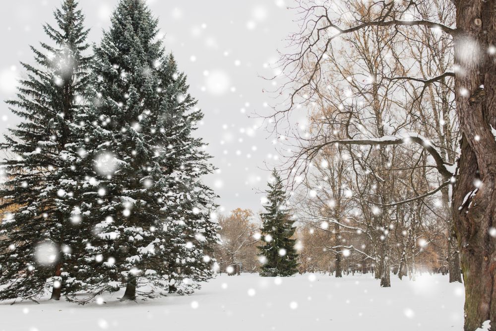season, nature, landscape and christmas concept - winter forest or park with fir trees and snow. winter forest or park with fir trees and snow