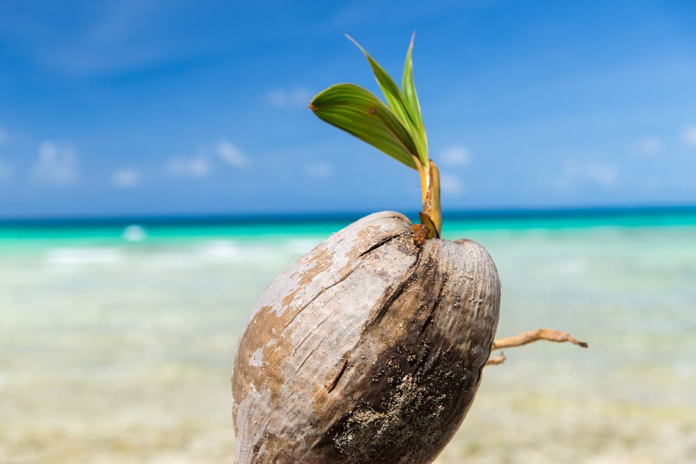 exotic food and nature concept - coconut on tropical beach in french polynesia. coconut on tropical beach in french polynesia