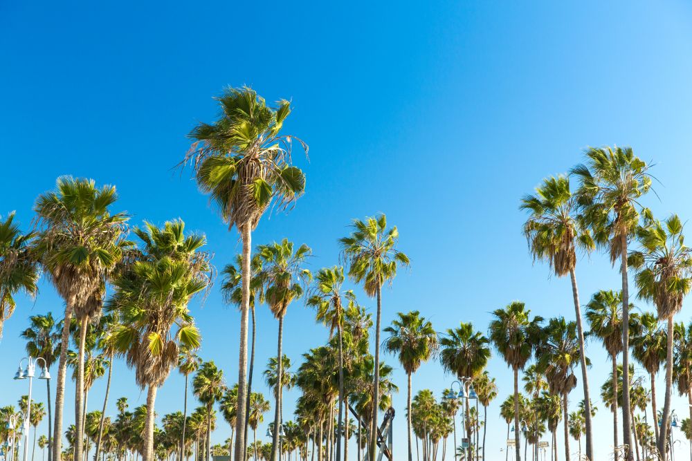 travel, tourism and summer holidays concept - palm trees at venice beach, california. palm trees at venice beach, california