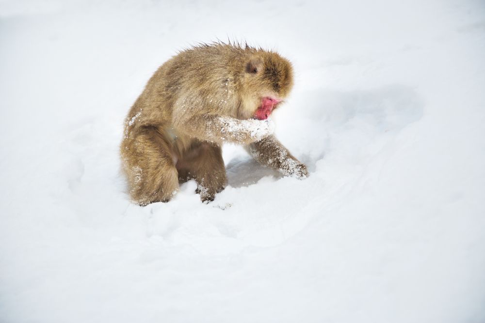 animals, nature and wildlife concept - japanese macaque searching and eating food in snow at jigokudan monkey park. japanese macaque or monkey searching food in snow