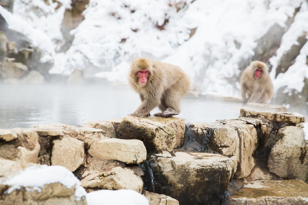 animals, nature and wildlife concept - japanese macaques or snow monkeys at hot spring of jigokudani park. japanese macaques or snow monkeys at hot spring