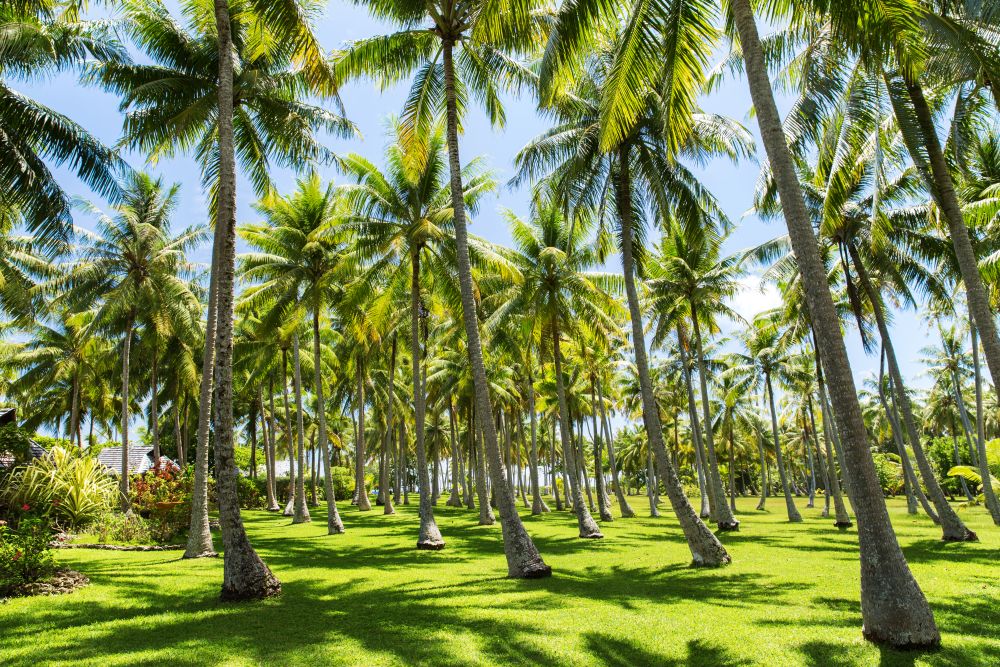 travel, seascape and nature concept - palm trees on tropical island in french polynesia. palm trees on tropical island in french polynesia