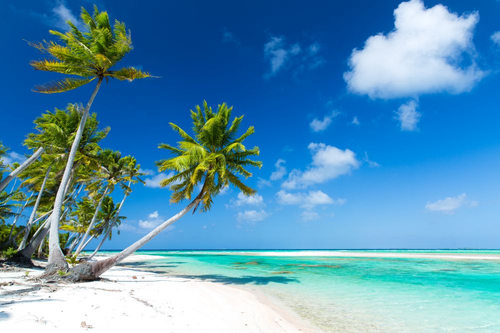 travel, seascape and nature concept - tropical beach with palm trees in french polynesia. tropical beach with palm trees in french polynesia