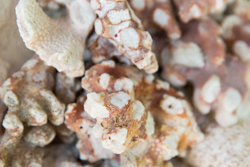 invertebrate, wildlife and nature - close up of hard stony coral. close up of hard stony coral