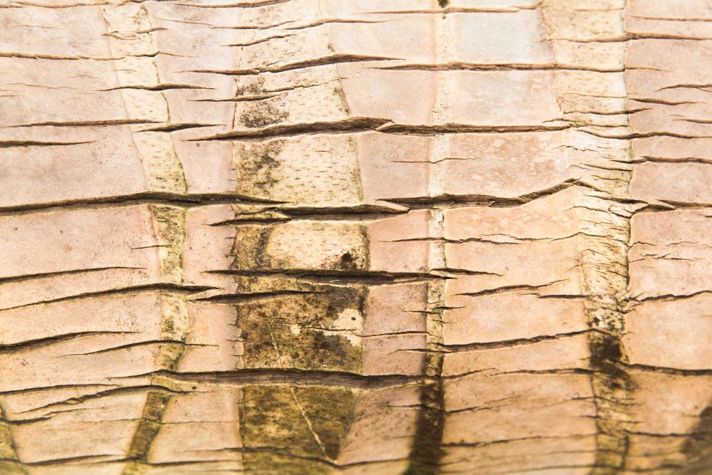 background and texture concept - tree bark or wooden surface. tree bark or wooden surface background