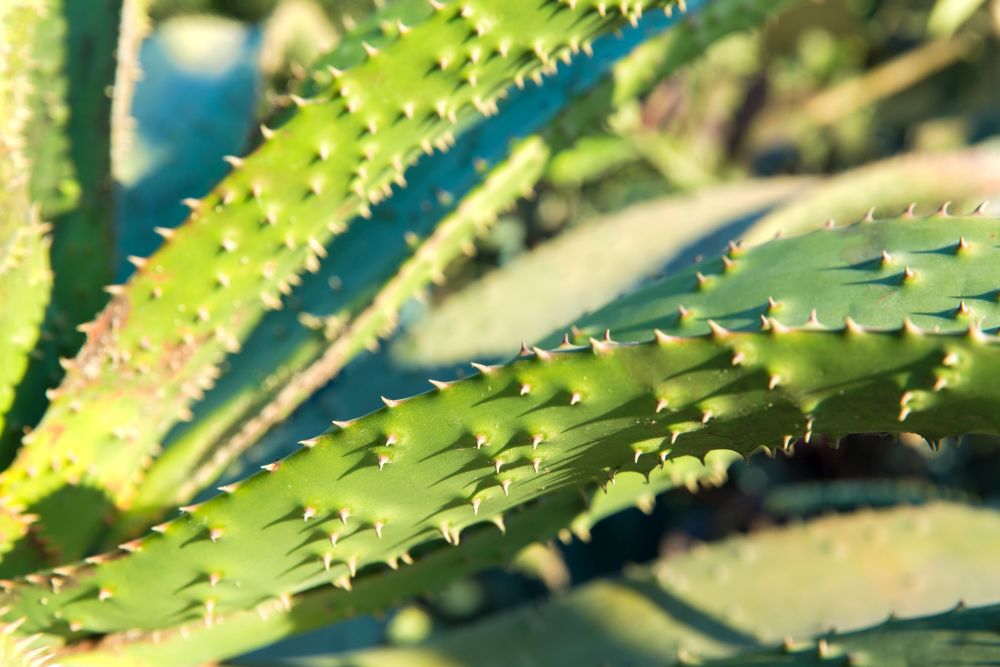nature, botany and floral concept - close up of aloe plant growing outdoors. close up of aloe plant growing outdoors