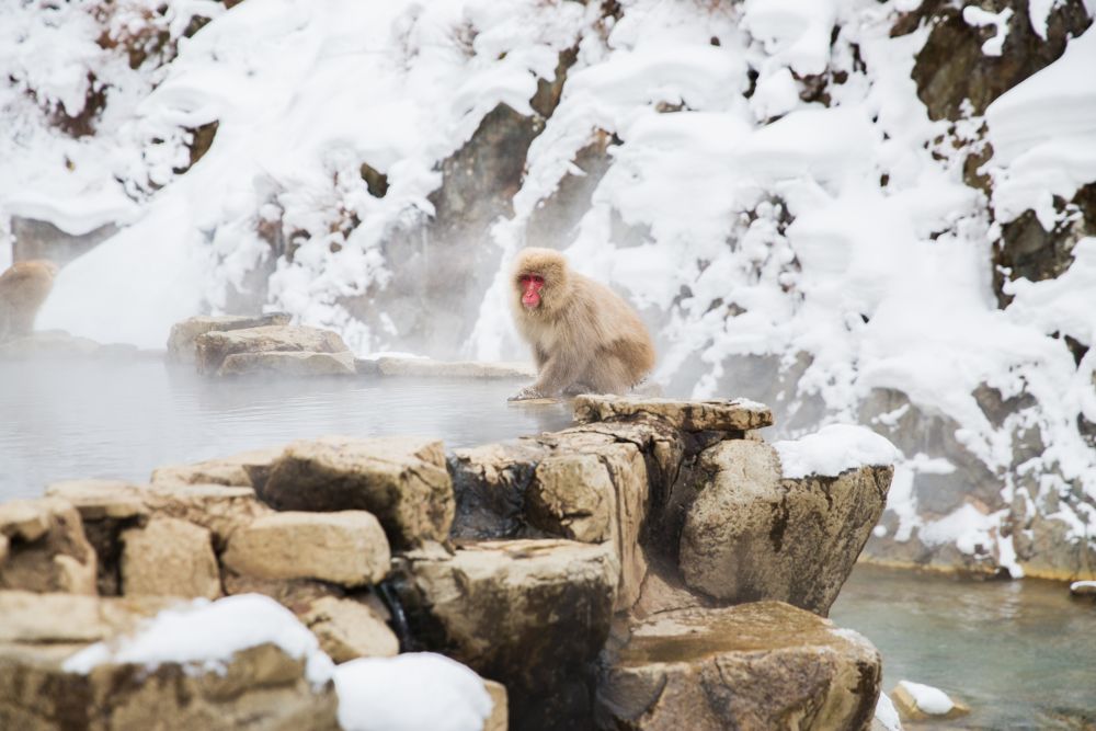 animals, nature and wildlife concept - japanese macaque or snow monkey at hot spring of jigokudani park. japanese macaque or snow monkey at hot spring