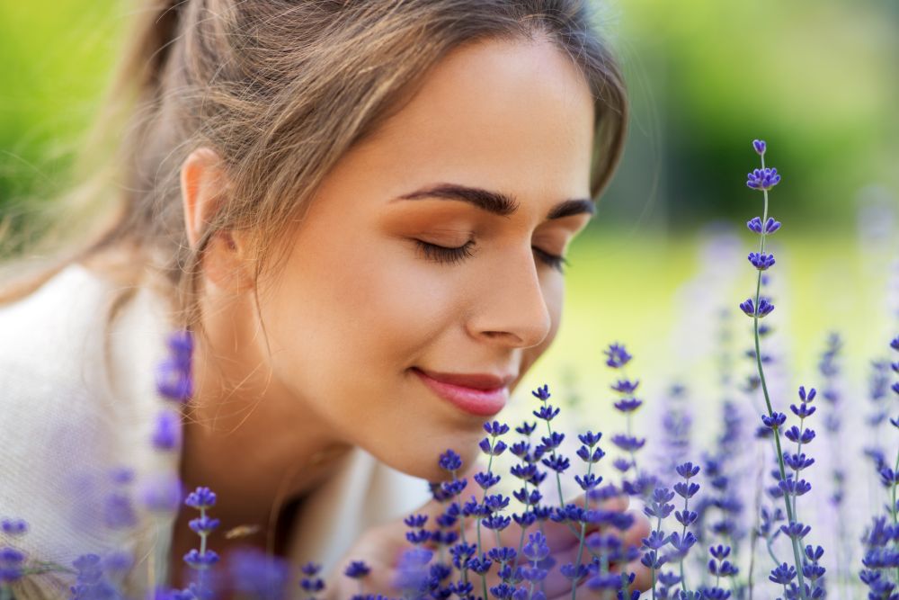 gardening and people concept - close up of happy young woman smelling lavender flowers at summer garden. close up of woman smelling lavender flowers
