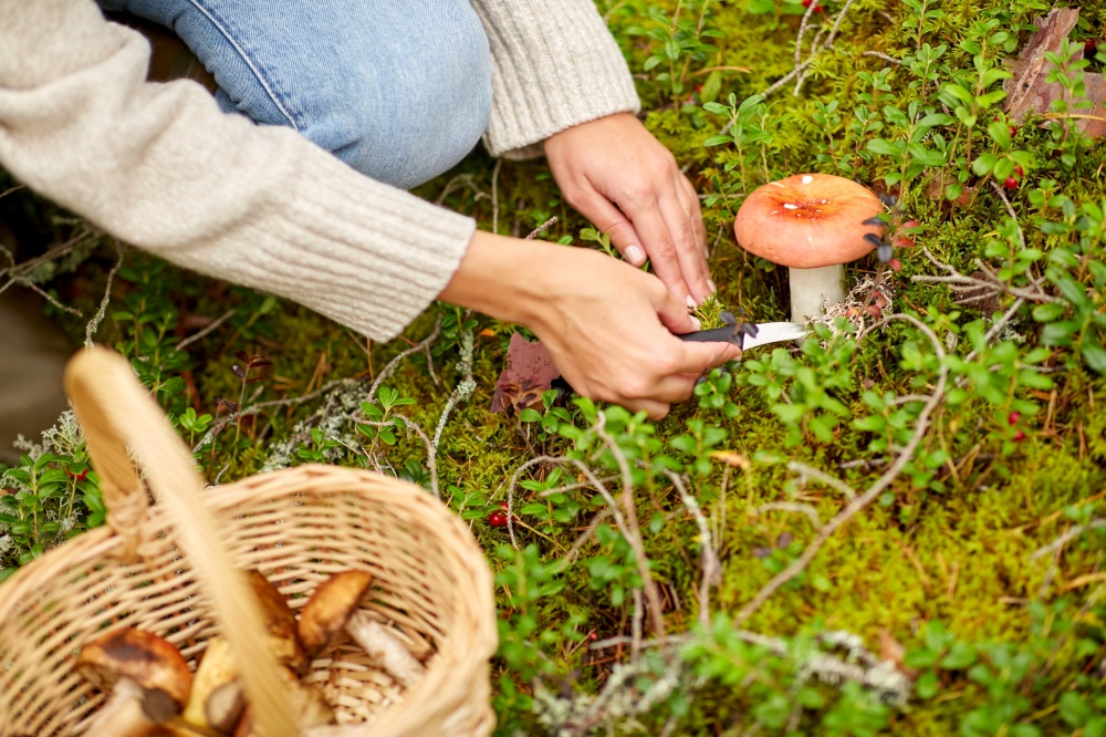 picking season, leisure and people concept - close up of young woman with basket and knife cutting mushroom in autumn forest. young woman picking mushrooms in autumn forest