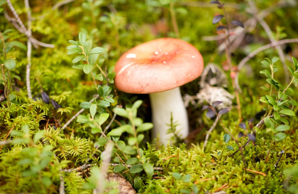 nature, environment and picking season concept - russule mushroom growing in autumn forest. russule mushroom growing in autumn forest