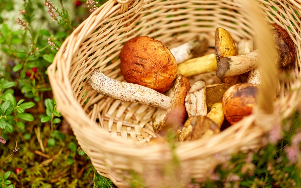 picking season and leisure concept - close up of mushrooms in basket in forest. close up of mushrooms in basket in forest