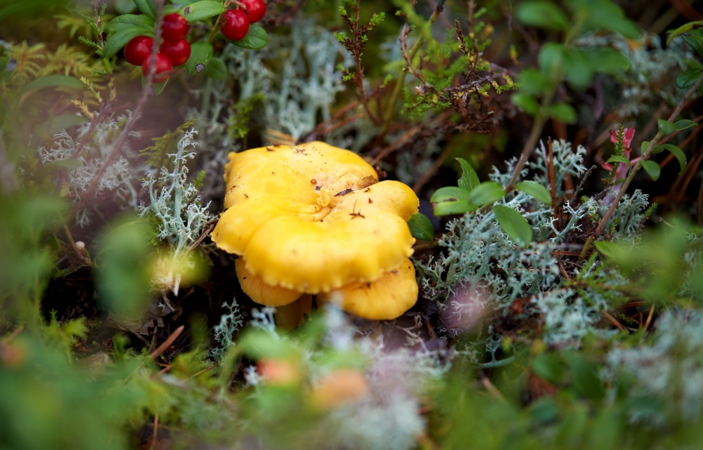 nature, environment and picking season concept - chanterelle mushroom growing in autumn forest. chanterelle mushroom growing in autumn forest