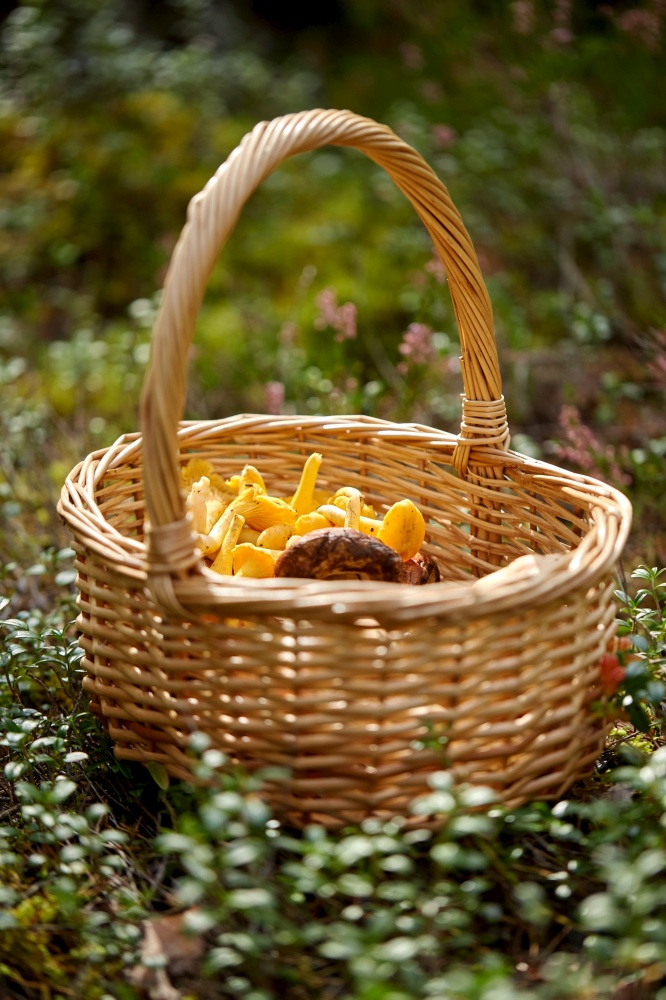 picking season and leisure concept - close up of mushrooms in basket in forest. close up of mushrooms in basket in forest