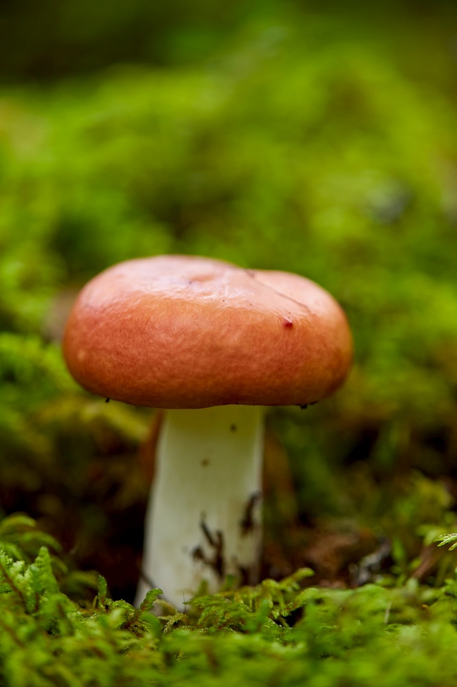 nature, environment and picking season concept - russule mushroom growing in autumn forest. russule mushroom growing in autumn forest