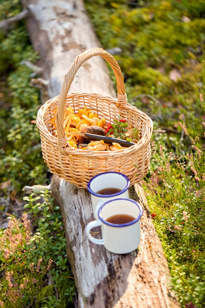 picking season and leisure concept - mushrooms in basket and two cups of tea on log in forest. mushrooms in basket and cups of tea in forest