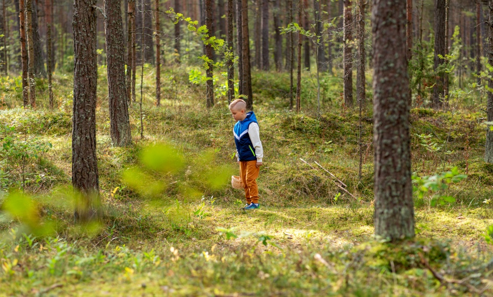 season, leisure and people concept - little boy with basket picking mushrooms in forest. little boy with basket picking mushrooms in forest
