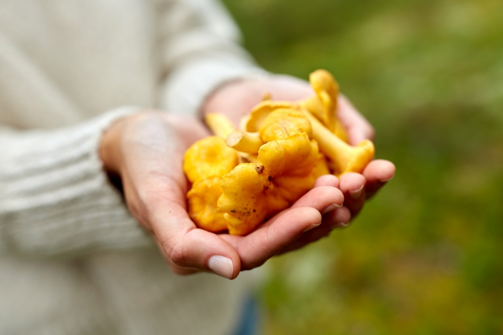 picking season, nature and forest concept - close up of young woman holding chanterelle mushrooms in hands. close up of woman holding chanterelle mushrooms